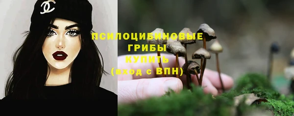 стаф Алзамай